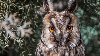 Kulaklı orman baykuşu