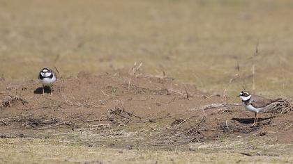 Halkalı küçük cılıbıt