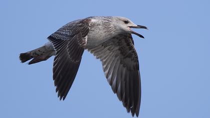 Büyük karasırtlı martı