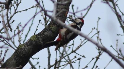 Orman alaca ağaçkakanı