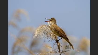 Great Reed Warbler