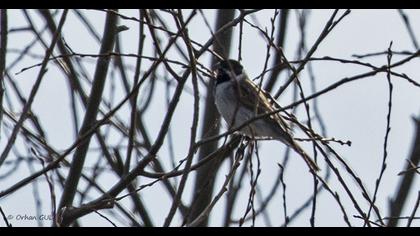 Bataklık Kirazkuşu