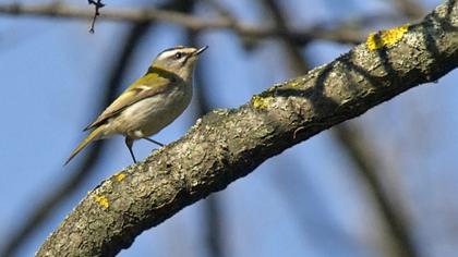 Sürmeli çalıkuşu