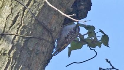 Orman tırmaşıkkuşu