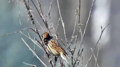 Bataklık Kirazkuşu