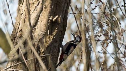 Orman alaca ağaçkakanı