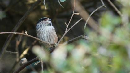 Uzunkuyruklu baştankara