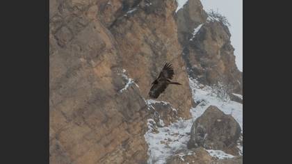 Bearded Vulture