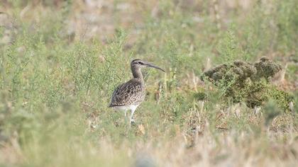 Sürmeli kervançulluğu