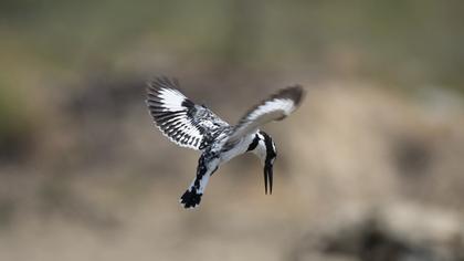 Pied Kingfisher