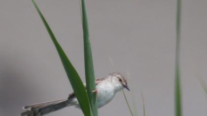 Dikkuyruklu ötleğen