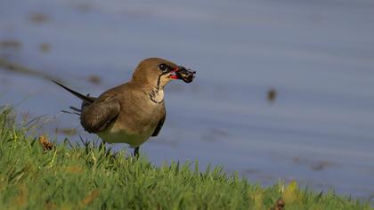Bataklıkkırlangıcı