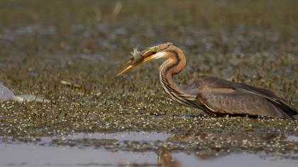 Erguvani balıkçıl