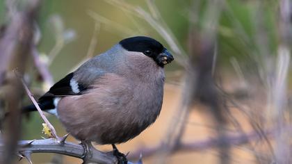 Eurasian Bullfinch