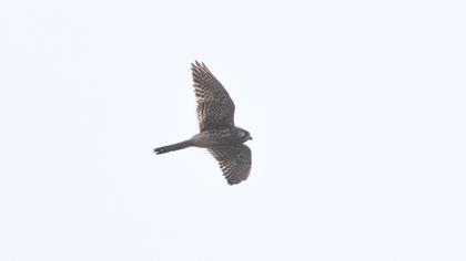 Common Kestrel