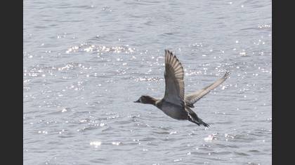 Common Pochard