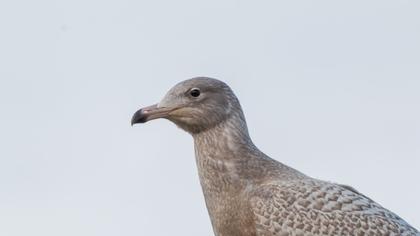 Glaucous Gull