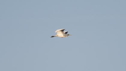 Sığır balıkçılı