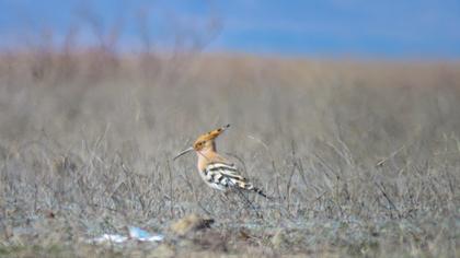 Eurasian Hoopoe