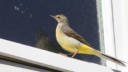 Dağ kuyruksallayanı