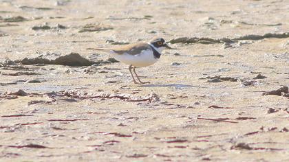 Halkalı küçük cılıbıt