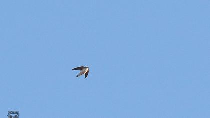 Common House Martin