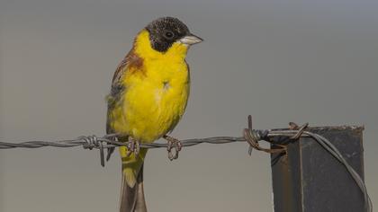 Karabaşlı kirazkuşu