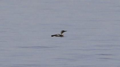 Karagerdanlı dalgıç