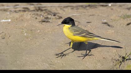 Sarı kuyruksallayan