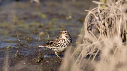 Kızılgerdanlı incirkuşu