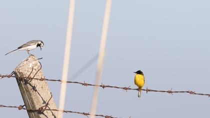 Sarı kuyruksallayan