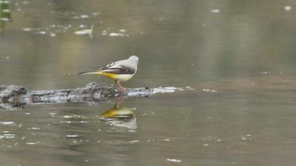 Dağ kuyruksallayanı