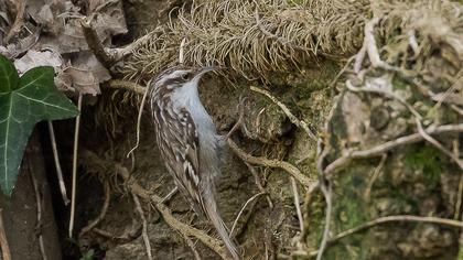 Bahçe tırmaşıkkuşu