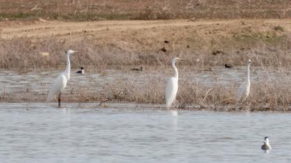 Büyük ak balıkçıl