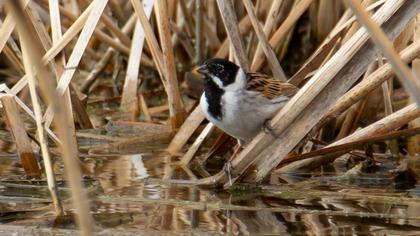 Bataklık Kirazkuşu