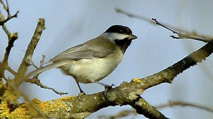 Akyanaklı baştankara