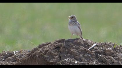 Türkistan çorak toygarı