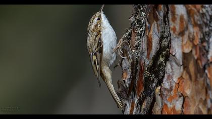 Orman tırmaşıkkuşu