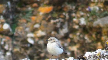Aksırtlı kuyrukkakan