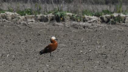 Ruddy Shelduck