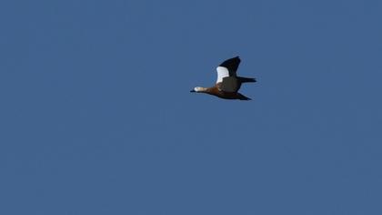 Ruddy Shelduck