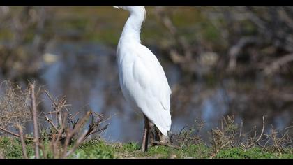 Sığır balıkçılı
