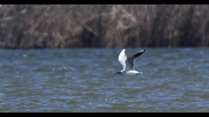 Pallas`s Gull