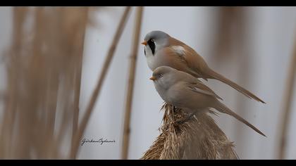 Bıyıklı baştankara