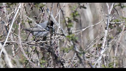 Karaboğazlı ötleğen