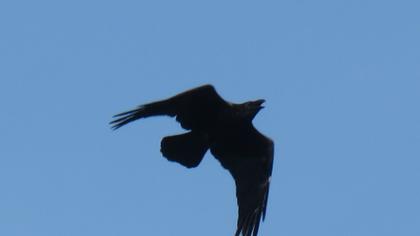Northern Raven