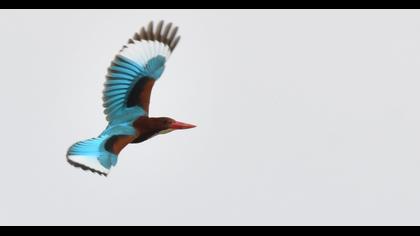 İzmir yalıçapkını