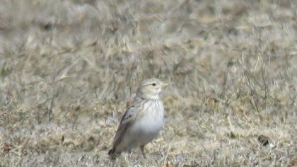 Turkestan Short-toed Lark