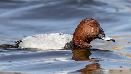 Common Pochard