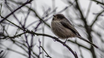 Uzunkuyruklu baştankara